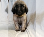 Small Photo #14 Poodle (Standard) Puppy For Sale in ODESSA, WA, USA