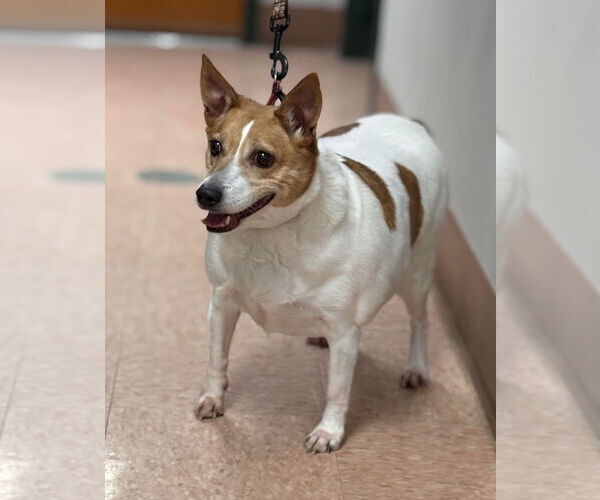 Medium Photo #2 Jack Russell Terrier-Unknown Mix Puppy For Sale in Batavia, NY, USA