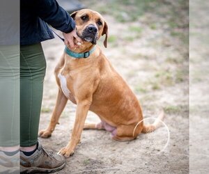 Black Mouth Cur-Rhodesian Ridgeback Mix Dogs for adoption in Brewster, NY, USA
