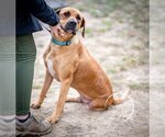 Small Photo #1 Black Mouth Cur-Rhodesian Ridgeback Mix Puppy For Sale in Brewster, NY, USA
