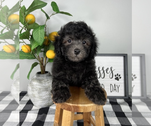 Medium Photo #1 Bernedoodle (Miniature) Puppy For Sale in FRANKLIN, IN, USA