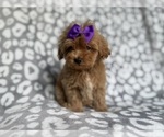 Small #6 Cockapoo (Miniature)