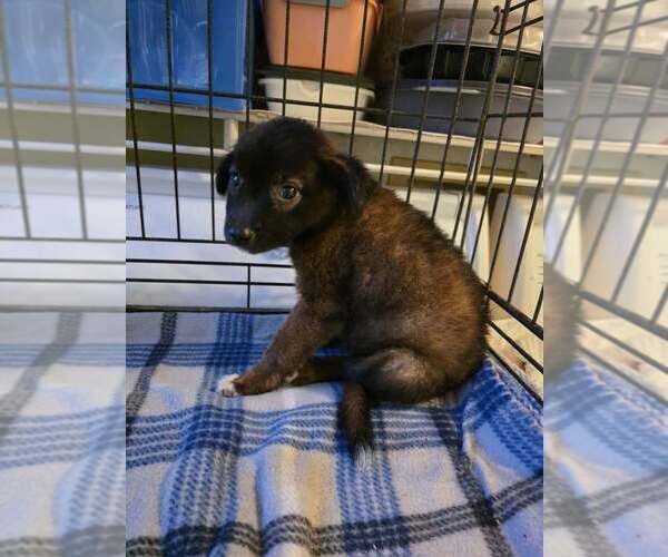 Medium Photo #4 Mutt Puppy For Sale in New York, NY, USA