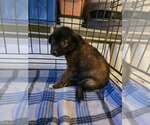 Small #3 Mutt