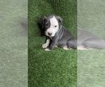Image preview for Ad Listing. Nickname: Ivy