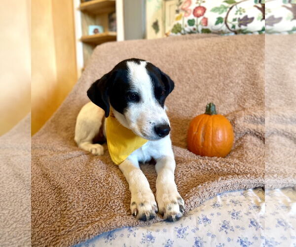 Medium Photo #3 Pointer-Unknown Mix Puppy For Sale in Rockaway, NJ, USA