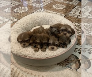Shorkie Tzu Puppy for sale in ADRIAN, MO, USA