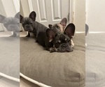 Small Photo #10 French Bulldog Puppy For Sale in FITCHBURG, WI, USA