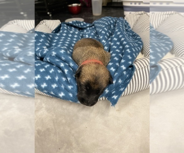Medium Photo #215 Belgian Malinois Puppy For Sale in REESEVILLE, WI, USA