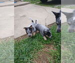 Small #4 Australian Cattle Dog