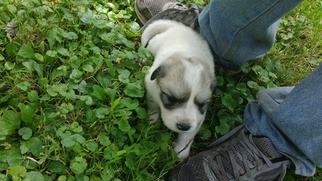 Great Pyrenees Puppy for sale in MONSON, MA, USA