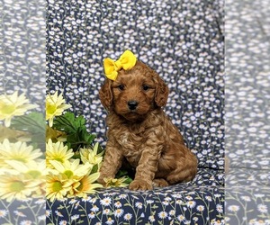 Goldendoodle (Miniature) Dog for Adoption in AIRVILLE, Pennsylvania USA
