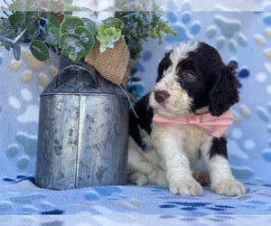 Springerdoodle Puppy for sale in LANCASTER, PA, USA