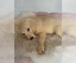 Small #1 English Cream Golden Retriever