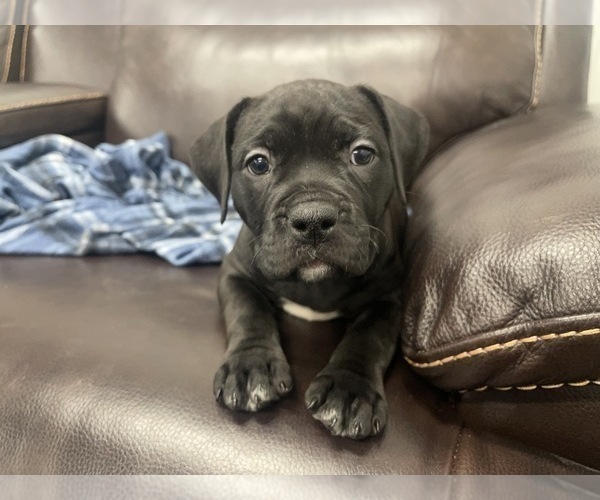 Medium Photo #20 American Bully Puppy For Sale in REESEVILLE, WI, USA