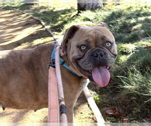 French Bulldog-Unknown Mix Dogs for adoption in Martinez, CA, USA