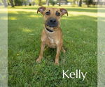 Small American Pit Bull Terrier-Labrador Retriever Mix