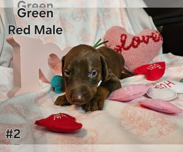 Medium Photo #1 Doberman Pinscher Puppy For Sale in CLINTON, OH, USA