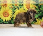 Marbles - Male Poodle (Toy) Puppy for Sale - Photo #33