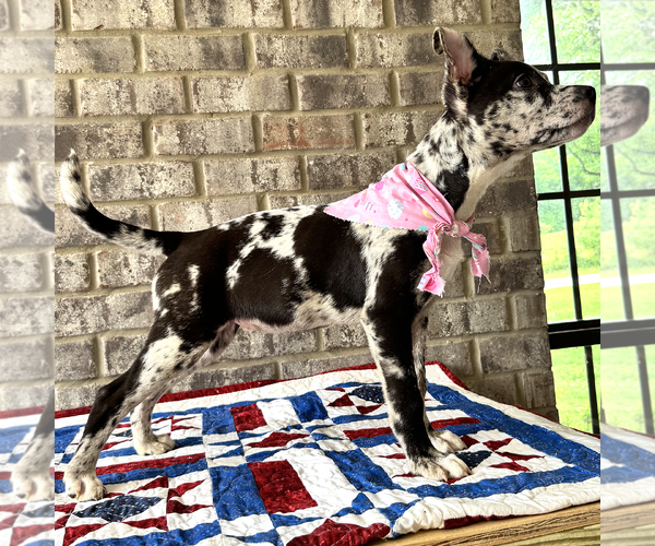 Medium Photo #2 Bulldog-Catahoula Leopard Dog Mix Puppy For Sale in Munford, TN, USA