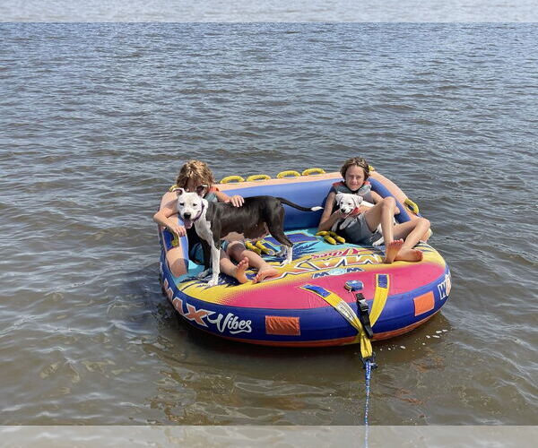 Medium Photo #7 Mutt Puppy For Sale in Shreveport, LA, USA