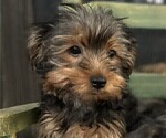 Small Photo #19 Yorkshire Terrier Puppy For Sale in SACRAMENTO, CA, USA