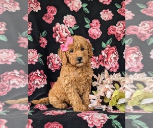 Poodle (Miniature) Puppy for sale in PEACH BOTTOM, PA, USA