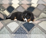 Small #3 Bernese Mountain Dog