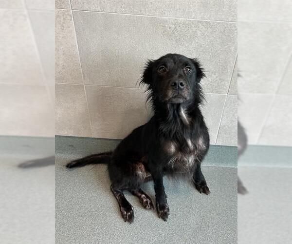 Medium Photo #2 Chow Chow-Collie Mix Puppy For Sale in Baytown, TX, USA