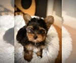 Small #2 Yorkshire Terrier