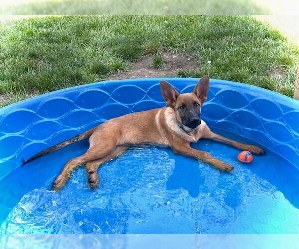Medium Photo #3 Mutt Puppy For Sale in Imlay City, MI, USA