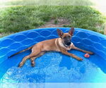 Small #2 Mutt
