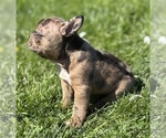 Small Photo #7 Faux Frenchbo Bulldog Puppy For Sale in ROCK STREAM, NY, USA