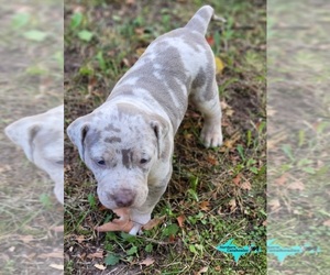Catahoula Leopard Dog Puppy for sale in MORAN, MI, USA