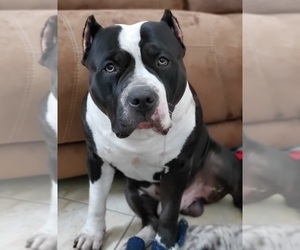Father of the American Bully puppies born on 03/13/2025
