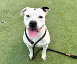 Small #10 American Staffordshire Terrier