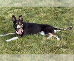 Small #31 Border Collie