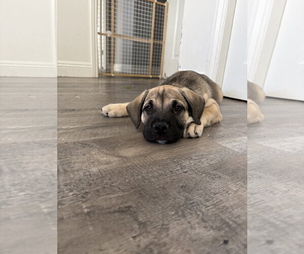 Medium Photo #4 Labrador Retriever-Unknown Mix Puppy For Sale in San Diego, CA, USA