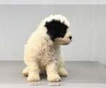 Small Photo #6 Havanese-Maltipoo Mix Puppy For Sale in SAN DIEGO, CA, USA