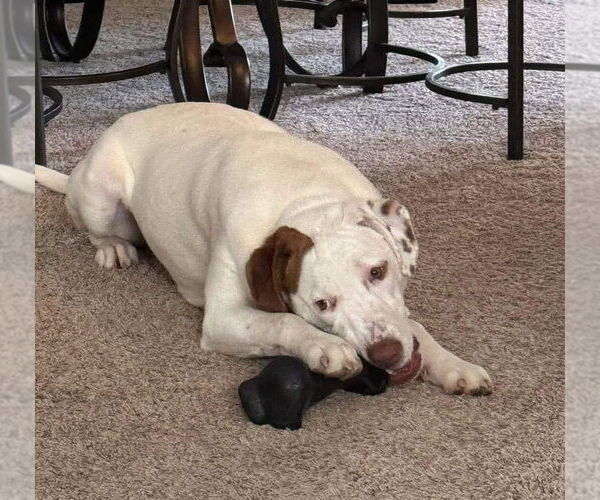 Medium Photo #6 Bullboxer Pit Puppy For Sale in Germantown, OH, USA