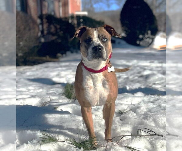 Medium Photo #15 Boxer-Unknown Mix Puppy For Sale in Boston, MA, USA