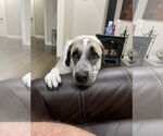 Small #2 Anatolian Shepherd