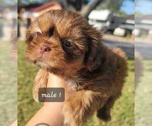 Shih Tzu Puppy for sale in JOHNSTON, RI, USA