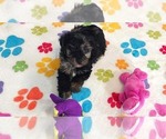 Small #9 Yorkipoo