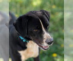 Small #1 Jack Russell Terrier-Labrador Retriever Mix