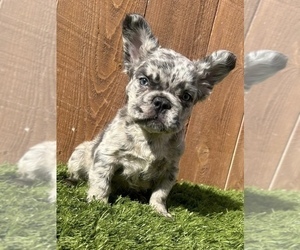 French Bulldog Puppy for sale in COLUMBUS, OH, USA