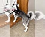 Freya - Female Siberian Husky Dog for Adoption - Small photo