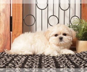 Medium Shih Tzu