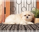Puppy Gil Shih Tzu
