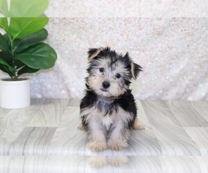 Medium Yorkshire Terrier